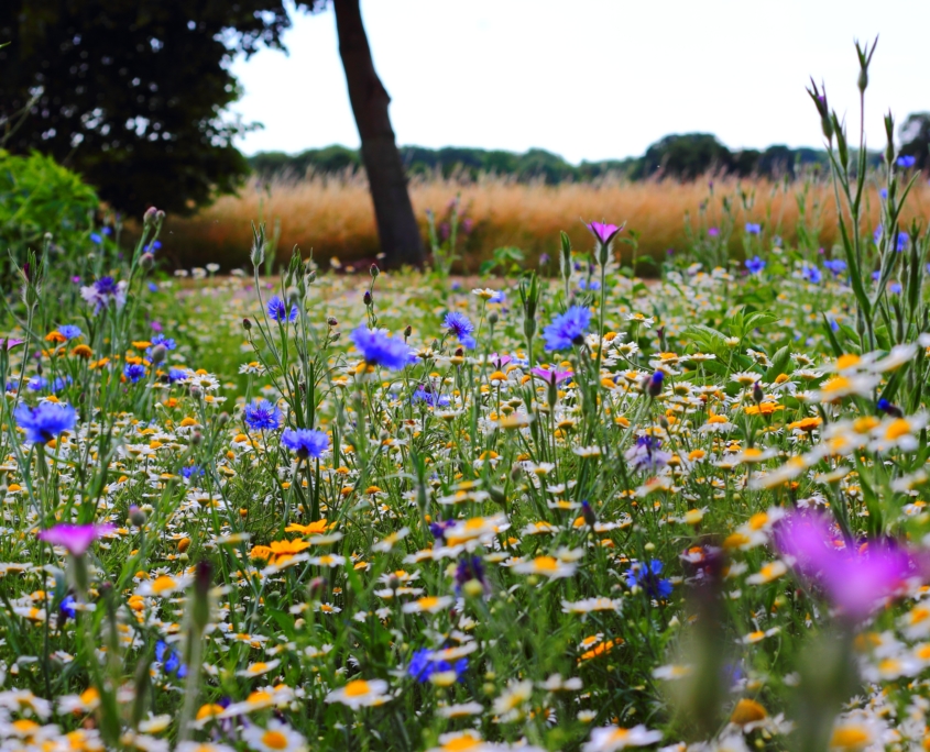 biodiversiteit