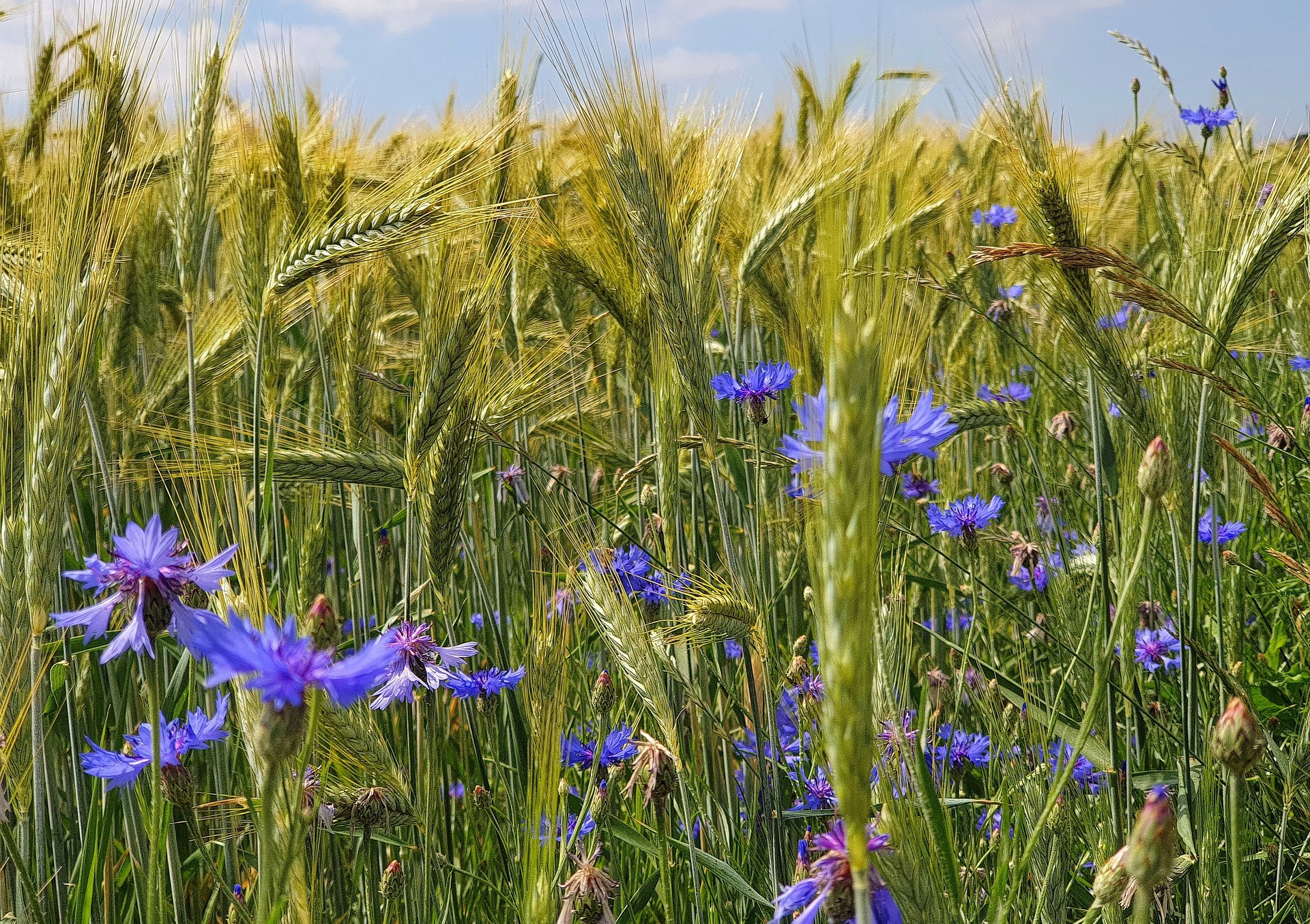 korenbloem-bij-biodiversiteit-home