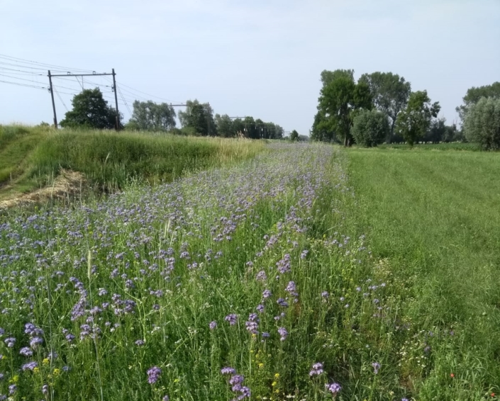 resultaat-bloemenstrook